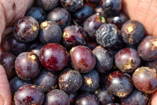 Indian fruit char Raw fruits also know as  Buchanania Lanzan close full frame health forest natural.