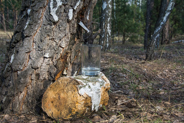 In a spring forest, on a bright sunny day, juice flows from a birch into a glass.