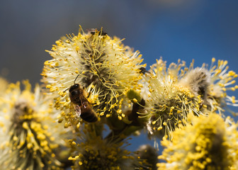Bees are all in the dust of flowers