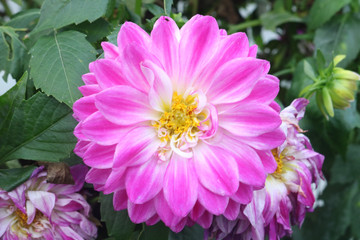 Obraz premium Purple flower in the garden
