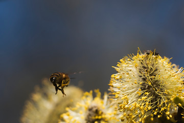Bees are all in the dust of flowers