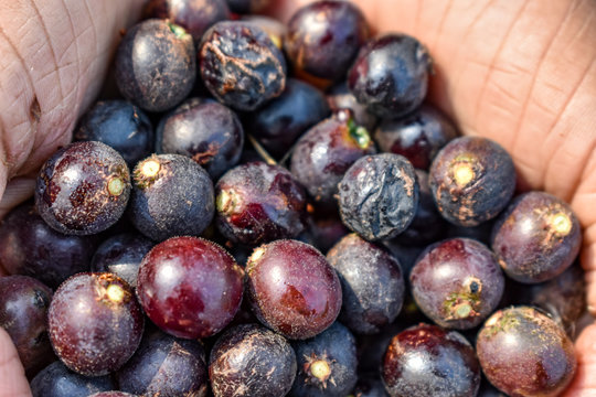 Indian fruit char Raw fruits also know as  Buchanania Lanzan close full frame health forest natural.