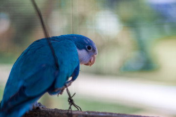 blue bird on a branch