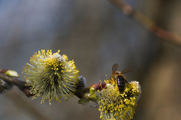 Bees are all in the dust of flowers