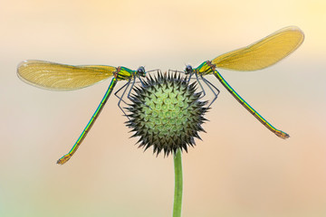 Banded Demoiselle