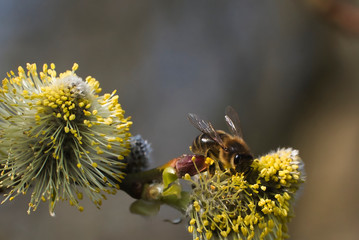 Bees are all in the dust of flowers
