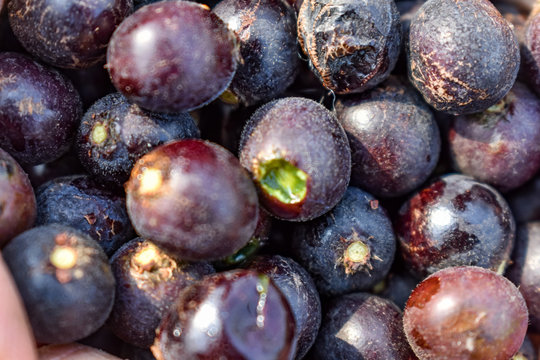 Indian fruit char Raw fruits also know as  Buchanania Lanzan close full frame health forest natural.