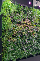 green wall of living plants in the lobby of a large office