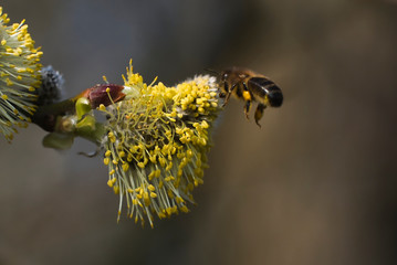 Bees are all in the dust of flowers
