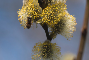 Bees are all in the dust of flowers