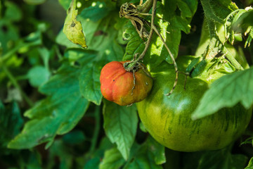 planta de tomate  con tomate marchito