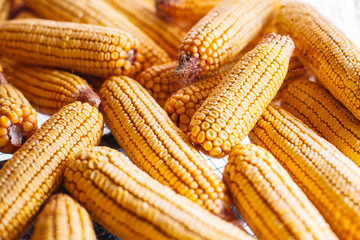 Fototapeta na wymiar Many ears of yellow dry corn in the sunlight. Corn storage.