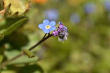 Obraz premium No me olvides