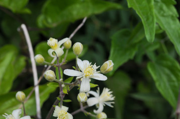 Clematis in Blüte