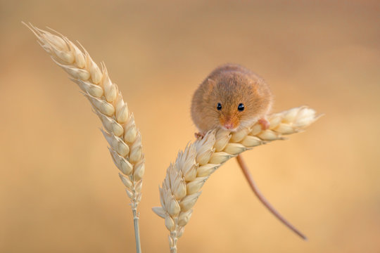 Harvest mice