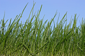Gras