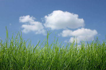 Gras