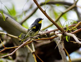 Yellow-Rumped Warbler