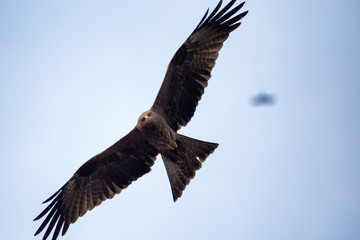 Fototapeta na wymiar Falcon in flight