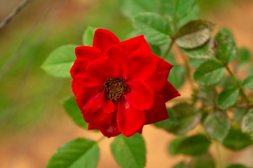 red flower