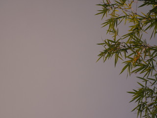 tree, green, leaf, plant, branch, nature, sky, isolated, leaves, bamboo, blue, white, herb, spring, natural, summer, dill, foliage, twig, pine, fresh, branches, forest, flora, closeup