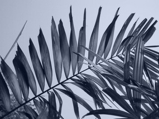 nature, tree, winter, snow, abstract, sky, grass, plant, white, blue, green, branch, frost, macro, sun, ice, leaf, christmas, cold, palm, sharp, metal, pattern