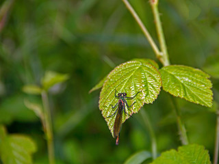 Kleinlibelle