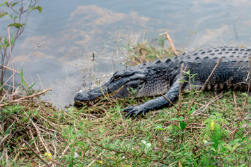 crocodile in water