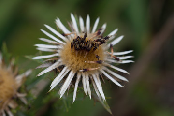 Distel - ein guter Bienenwirt