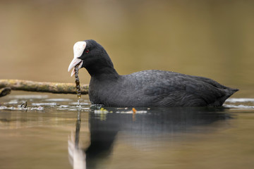 Common Coot - Fulica atra, special black water bird from European lakes and fresh waters, Hortobagy, Hungary. 