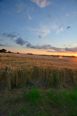 Fototapeta na wymiar Landscape, Sunset over wheat field in Wheldrake, York, Yorkshire, England, UK