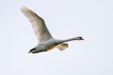 Obraz premium Mute Swan in Flight light coming through the primaries of the bird