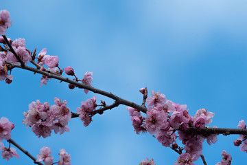 pink cherry blossoms against blue sky