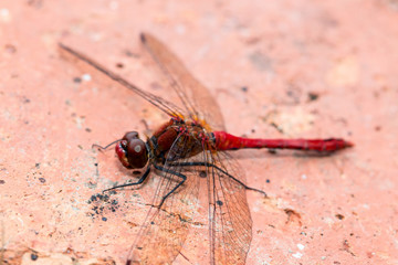 Ruddy Darter Dragonfly Odonata sat facing left on a red brick