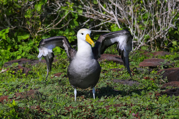 Waved albatross spreading its wings, Espanola Island, Galapagos National park, Ecuador