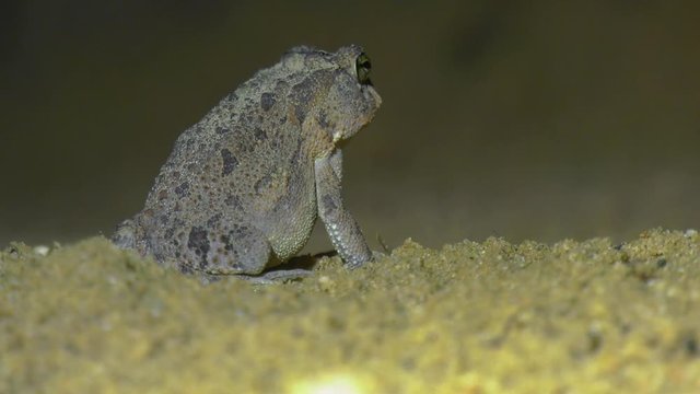 Southern toad sitting on sand waiting for insects