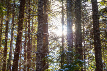Magical View of the Sun Shining in the Rain Forest during winter time. Taken in Squamish, Near Vancouver, British Columbia, Canada.