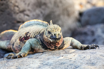 Marine iguana on Espanola Island, Galapagos National park, Ecuador