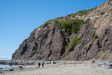 green bush rock cliff on the beach