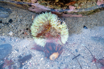 sea anemone in sand at beach