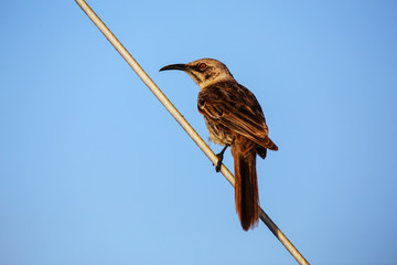 Hood mockingbird on Espanola Island, Galapagos National park, Ecuador