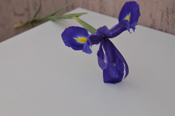  On a white background spring flower of blue fresh iris.