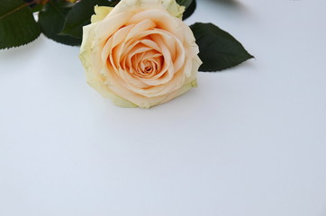 On a white background lies a beautiful fresh rose with green leaves.