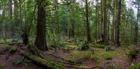 Beautiful Panoramic View of the Enchanted Rain Forest during a vibrant winter day. Taken in Belcarra, Vancouver, British Columbia, Canada. Nature Panorama Background