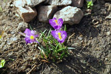 Spring. Beautiful purple crocuses bloom in the garden among the stones.