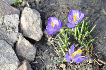 Spring. Beautiful purple crocuses bloom in the garden among the stones.