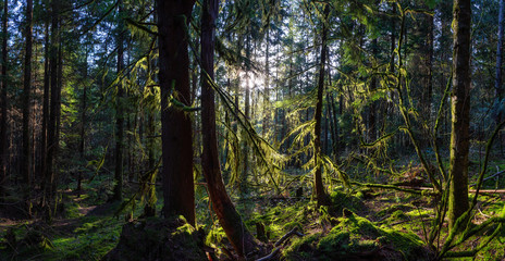 Fototapeta premium Beautiful Panoramic View of the Enchanted Rain Forest during a vibrant sunny winter day. Taken in Belcarra, Vancouver, British Columbia, Canada. Nature Panorama Background