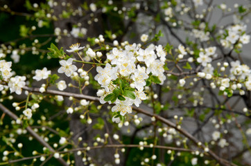 white flowers of a tree in spring