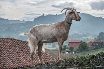 cabra con montañas de fondo en pueblo de asturias
