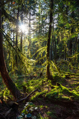 Beautiful View of the Enchanted Rain Forest during a vibrant sunny winter day. Taken in Belcarra, Vancouver, British Columbia, Canada. Nature Background